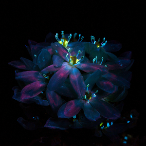 小丽小玲我要看a片现场直播
